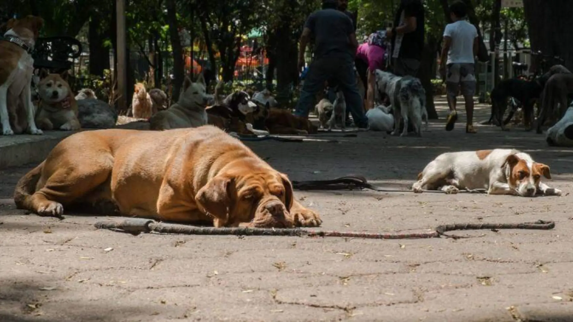 perros cdmx CUARTOSCURO